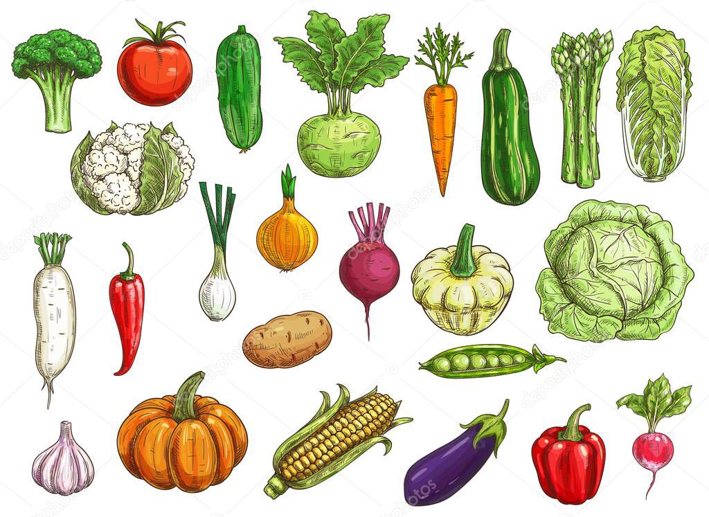 Farm vegetables isolated vector sketch. Cauliflower and radish, onion and garlic, kohlrabi cabbage, pumpkin, pea, chili and bell pepper, corn and carrot, beet and eggplant, tomato and pattypan squash