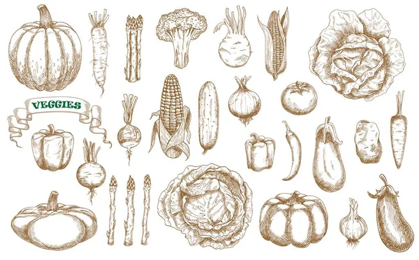 Juego Bocetos Verduras Granja Vector Brócoli Zanahoria Col Pepino Chile — Archivo Imágenes Vectoriales