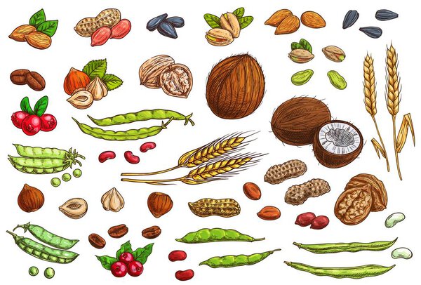 Nuts, beans, legumes and cereal crop vector sketches. Hand drawn almond nut, peanut, beans and pea pods, coconut, walnut and hazelnut, pistachio and sunflower seeds, coffee bean and berry, wheat ear