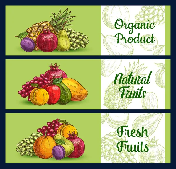 Trópusi Gyümölcs Bannerek Vázlat Mezőgazdasági Piaci Élelmiszer Vektor Narancs Citrus — Stock Vector