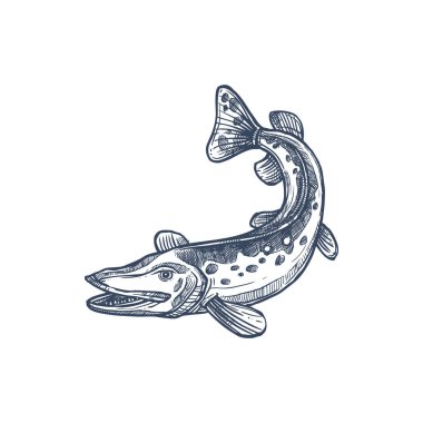 Pickerel ya da esox balığı, izole edilmiş tatlı su turna balığı monokrom çizimi. Vektör uzatılmış torpido benzeri yırtıcı balık, uskumru balığı veya Pasifik saury. El yapımı Walleye, Sander vitreus Esox veya pickerel