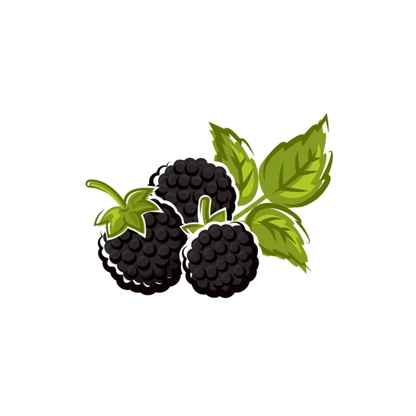 Frutas Amora Isoladas Verão Vetor Selvagem Jardim Bramble Sobremesa Comida —  Vetores de Stock