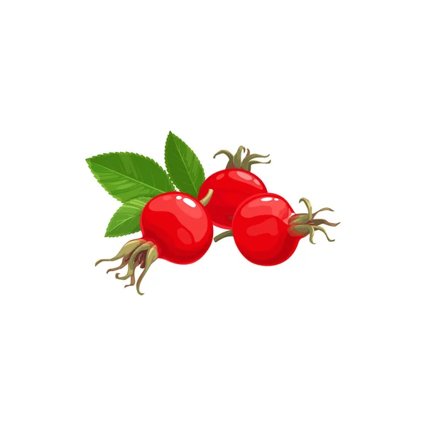 Rose Hip Fruit Icoon Bessen Voedsel Uit Boerderij Tuin Wilde — Stockvector