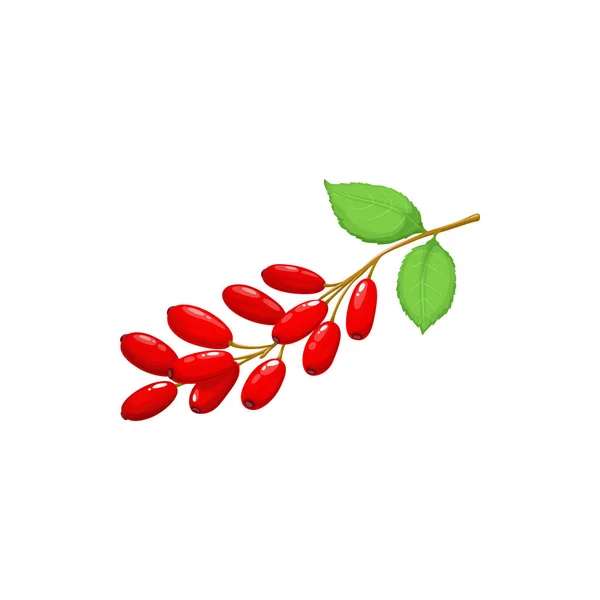 Frutti Bacche Crespino Cibo Dal Giardino Della Fattoria Foresta Selvatica — Vettoriale Stock