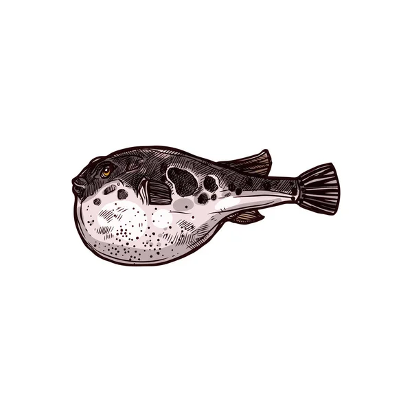 Purrerfish Vecteur Isolé Poisson Fugu Japonais Croquis Dessiné Main Poisson — Image vectorielle