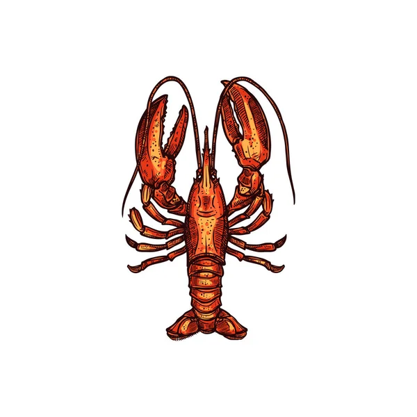 Red Boiled Lobster Isolated Marine Seafood Sketch Vector Aquatic Animal — Stock Vector