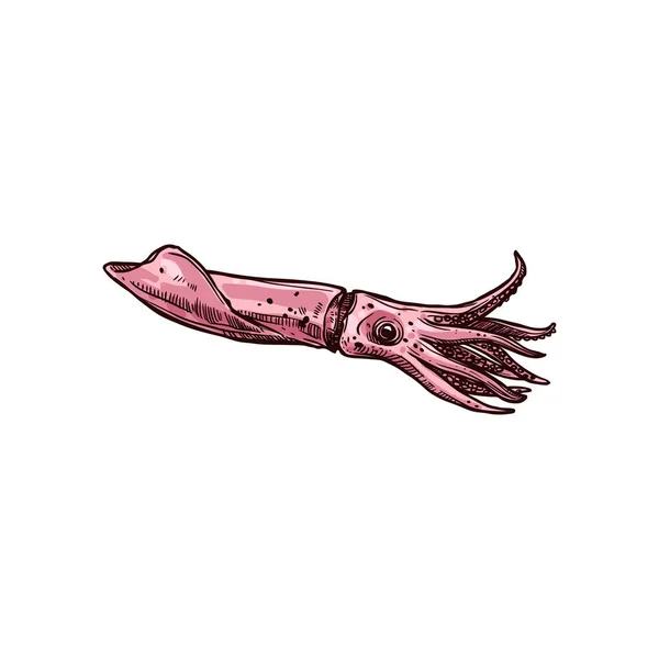 Calamar Dibujado Mano Animal Acuático Aislado Boceto Vista Perfil Calamar — Archivo Imágenes Vectoriales