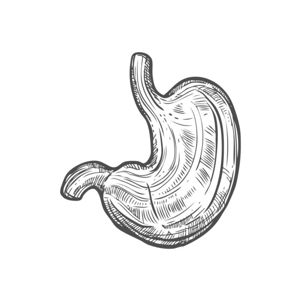 Ikona Szkicu Żołądka Wyizolowany Wektor Układu Pokarmowego Element Anatomiczny Brzuch — Wektor stockowy