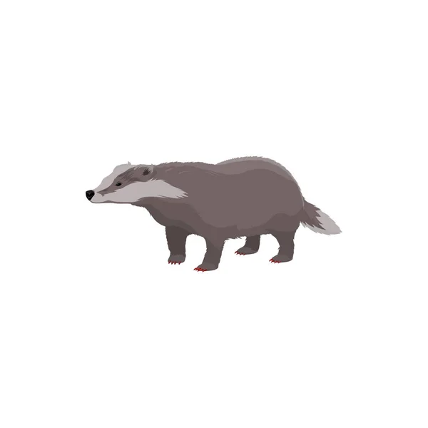 European Badger Isolated Wildlife Animal Vector Short Legged Omnivore Forest — Stock Vector