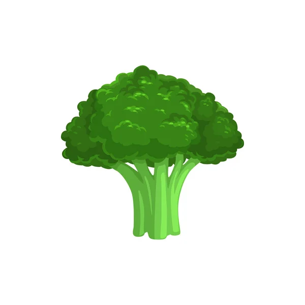 Brokolice Jedlé Zelí Izolované Vegetariánské Jídlo Vektor Brassica Oleracea Organická — Stockový vektor