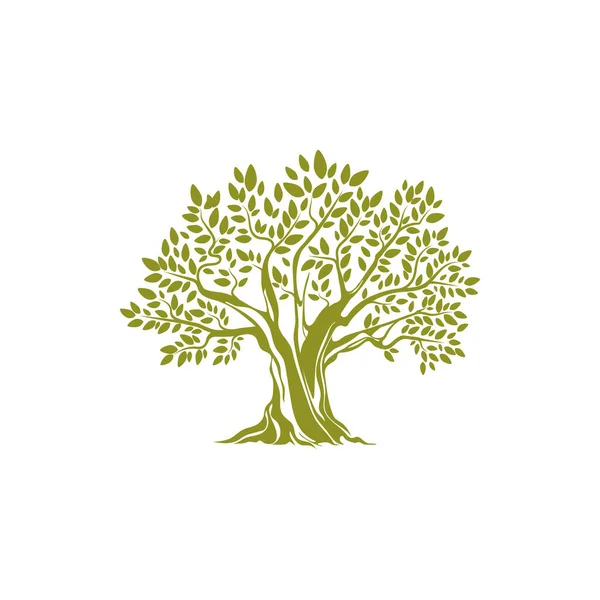 Árbol Verde Con Hojas Aisladas Icono Vector Europeo Oliva Botánico — Archivo Imágenes Vectoriales