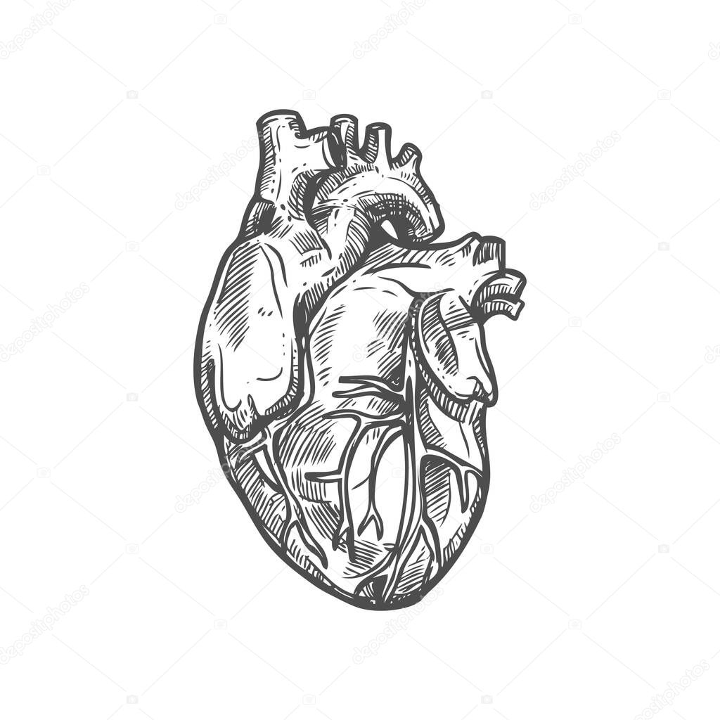 Icono Del Boceto Del Corazón Vector Aislado Del Sistema Cardiovascular