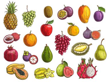 İzole edilmiş egzotik ve bahçe yiyecekleriyle meyve ve çilek vektör taslakları. Mango, papaya, üzüm ve elma, portakal, armut, erik ve durian, şeftali, incir, kivi ve avokado, karambola, feijoa ve mangosteen.