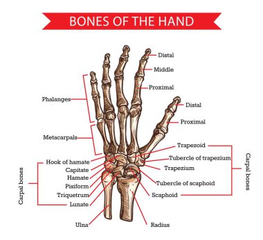 El ve bilek kemikleri insan anatomisi ve ilaç tasarımının vektör taslağı. El çizimi iskelet kolu ön kol, dirsek kemiği, parmak kemikleri ve avuç içi el tarağı kemikleri, trapezoid, skafoid ve karpal kemikler.