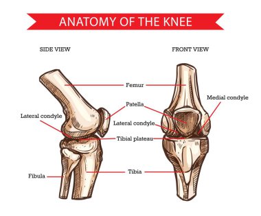 İnsan diz vektör çizimi anatomisi bacak kemikleri ve eklem, tıp tasarımı. Diz kemikleri, el yapımı kalça kemiği, diz kapağı, kaval kemiği, kaval kemiği, kaval kemiği ve yan kondyle ön ve yan görünüm.