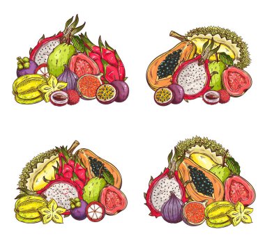 Tropik meyve vektör çizimi, izole meyve bahçesi hasat liçi, mangosteen, incir ve ejderha, çarkıfelek meyvesi veya pitahaya, karambola veya durian, papaya ve guava. Oymalı tropik meyve ekinleri.