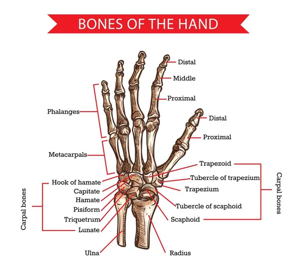 手と手首の骨のベクトルのスケッチ人間の解剖学と医学デザイン 指の毛とヤシのメタカルパール 頭蓋骨と肉骨を持つ骨格の手描きの腕 — ストックベクタ