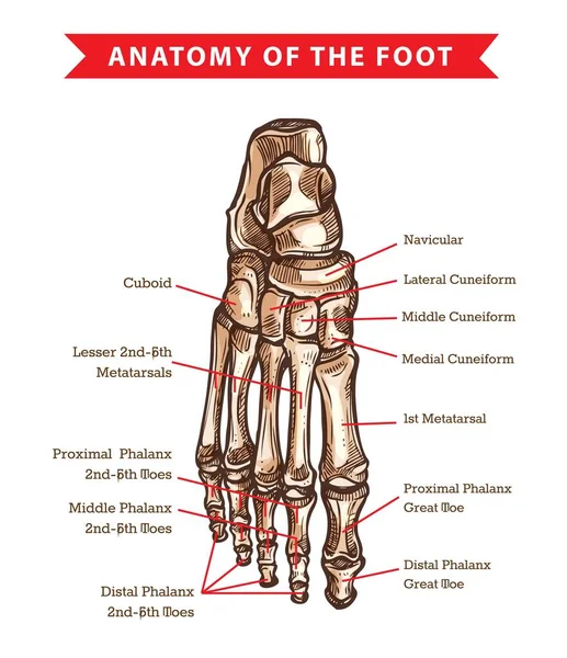 人足骨解剖草图的矢量矫形外科设计 骷髅腿踝关节和趾指 立方体 锁骨和楔骨 手绘足背视图 — 图库矢量图片