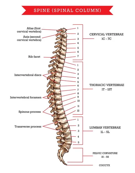 人类脊柱骨骼解剖学 骨骼骨骼或脊柱的矢量草图 胸椎和腰椎 骨盆曲率和球菌 肋骨面 椎间盘和孔口 — 图库矢量图片