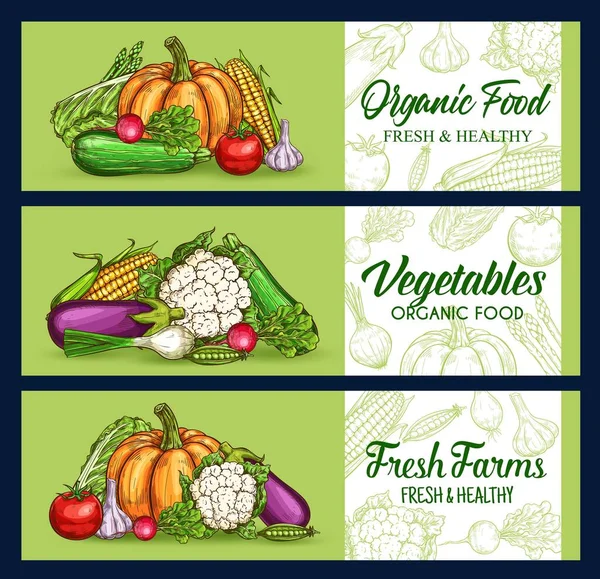 Légumes Agricoles Bannière Croquis Végétariens Récolte Vectorielle Marché Alimentaire Tableau — Image vectorielle
