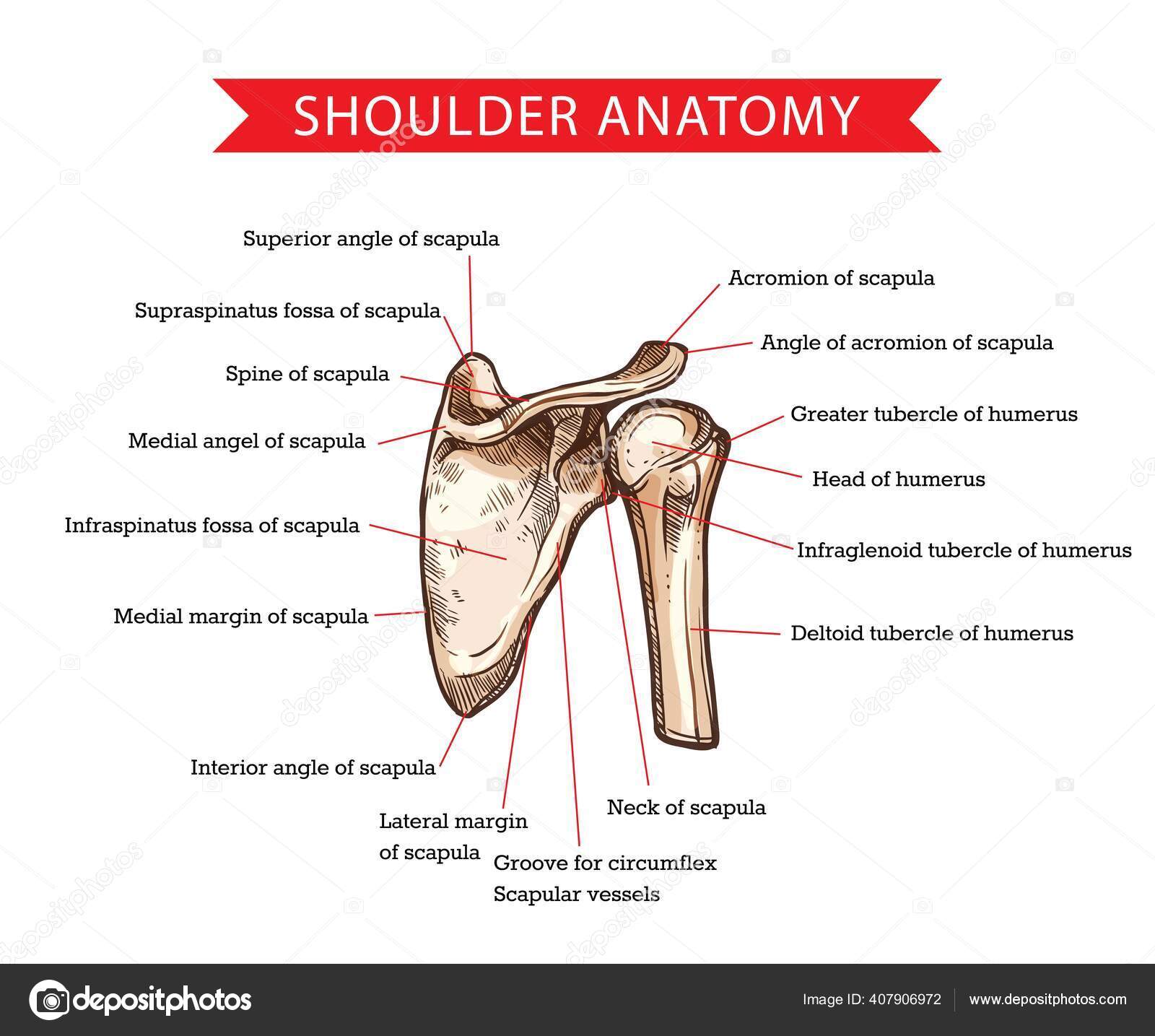 Image vectorielle Anatomie L'épaule Humaine Avec Croquis Vectoriel