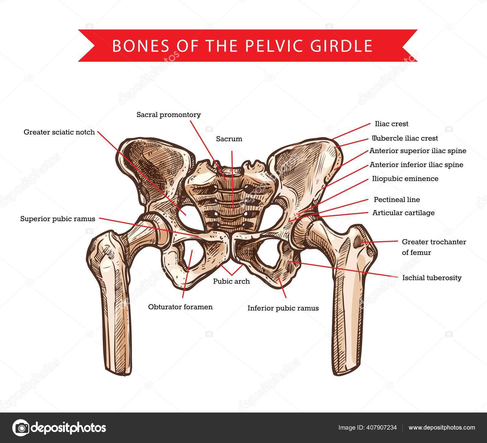 Pelvis Bones Pelvic Girdle Vector Sketch Human Anatomy Medicine