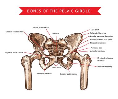 Pelvik korse kemikleri, insan anatomisi ve tıbbın vektör çizimi. İskelet kalça, sakrum, kalça ve kuyruk sokumu, kuyruk sokumu kemiği, kasık kavisi ve kalça kemiği yapısı.