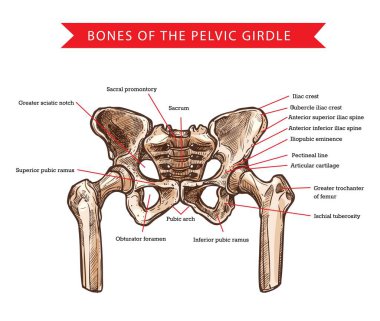 Pelvis bones of pelvic girdle, vector sketch of human anatomy and medicine. Bones and joints structure of skeleton hips, sacrum, femur and coccyx, sacral promontory, pubic arch and iliac spine clipart