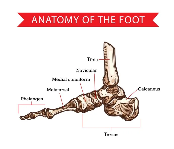 人体解剖学的足骨矢量草图 骨科药物设计 鞍骨及跟骨 锁骨及胫骨图的骨骼腿侧视图 — 图库矢量图片