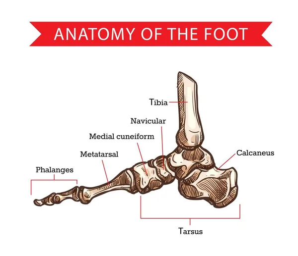 Schizzo Vettoriale Delle Ossa Del Piede Anatomia Umana Disegno Medicina — Vettoriale Stock