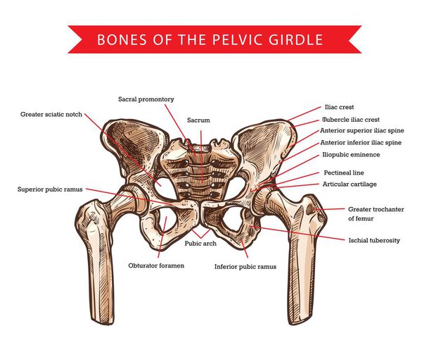 Pelvis bones of pelvic girdle, vector sketch of human anatomy and medicine. Bones and joints structure of skeleton hips, sacrum, femur and coccyx, sacral promontory, pubic arch and iliac spine