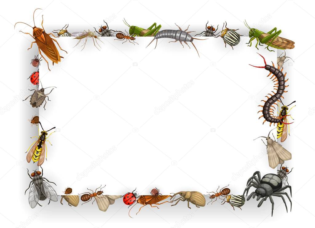 Frame with insects vector bedbug, flea and cockroach with ant, wasp, fly and, mosquito. Aphid, locust and colorado beetle with spider and ladybug. Weevil, silverfish and moth with mole cartoon border
