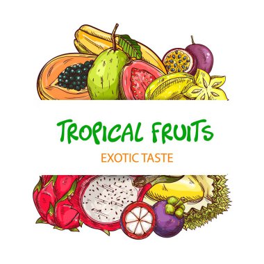 Çizim pitaya, papaya veya pawpaw ve guava, marakuya, durian ve mangosteen, Carambola vektörlü egzotik tropikal meyve pankartı. Taze meyve dükkanı, çiftlik ya da market posteri