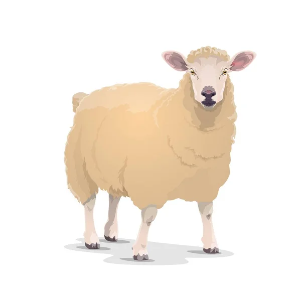 厚いウールコートとピンクの耳を持つ白い羊ベクトル国内動物 畜産業 牛の農場の羊肉やジャンブックマスコットのフロントビュー 国内の羊動物園ペット漫画孤立アイコン — ストックベクタ
