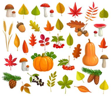 Sonbahar vektör simgeleri düşen yapraklar, balkabağı, mantarlar, çam kozalakları. Akçaağaç, meşe veya kavak ağacı ve kestane yaprağı ve rowan ile huş ağacı. Mevsimlik olgun meyveler, buğday kulakları ve sonbahar yaprakları..