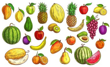 Meyve çizimi, portakal, elma ve papaya, vektör simgeleri. Tropik egzotik mango, ananas ve şeftali, limonlu turunç, el yapımı kivi, muz, kayısı, avokado, üzüm ve karpuz karalaması.