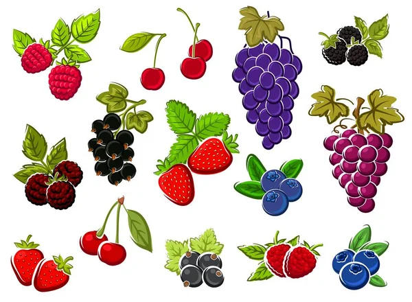 Bozzetti Isolati Frutti Bosco Giardino Grappolo Uva Ciliegia Fragola Mirtillo — Vettoriale Stock