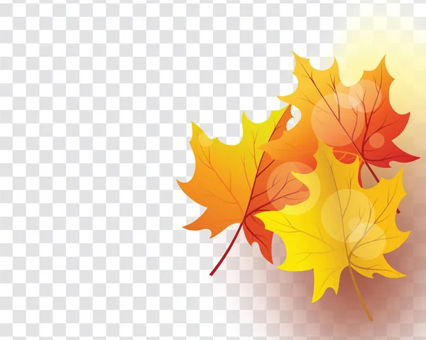 Autumn Frame Falling Maple Leaves Transparency Alpha Grid Background Vector — Stock Vector