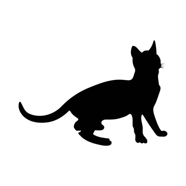 Kattensilhouet — Stockvector