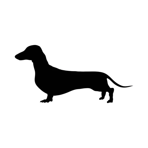 Dachshund Dog Silhouette — Stock Vector