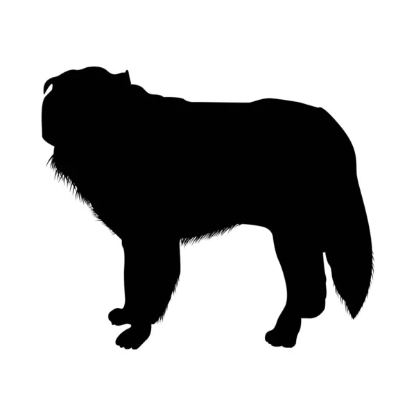 Poolse Sheepdog silhouet — Stockvector