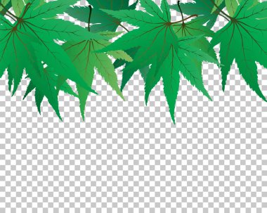 akçaağaç yaprakları