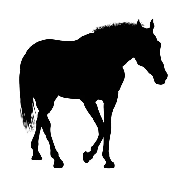 Silhouette cavallo — Vettoriale Stock