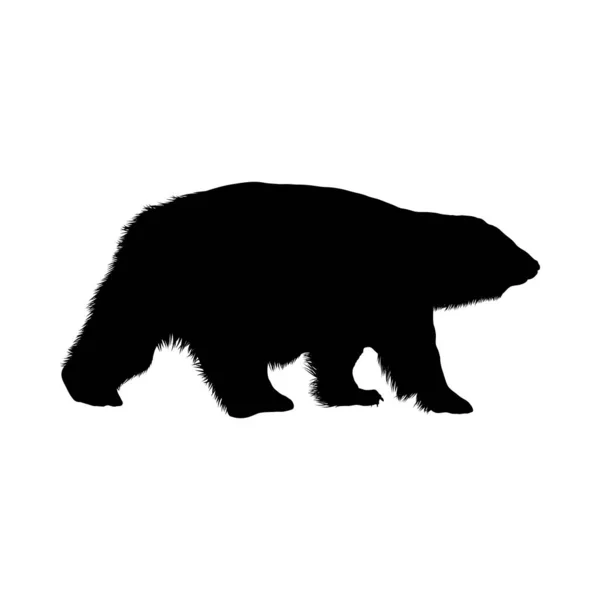 Polar bear silhouet — Stockvector