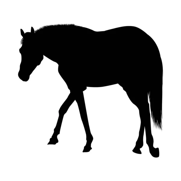 馬シルエット — ストックベクタ