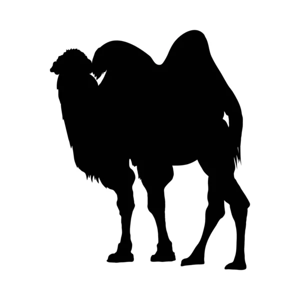 Camel silhouet — Stockvector