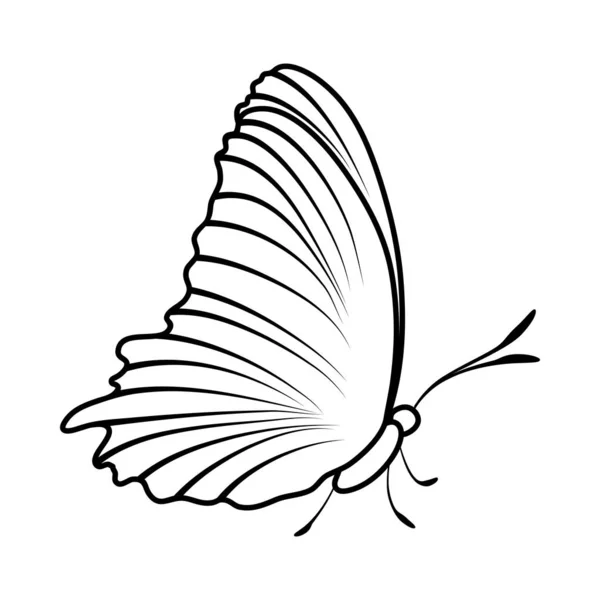Skizze eines Schmetterlings — Stockvektor