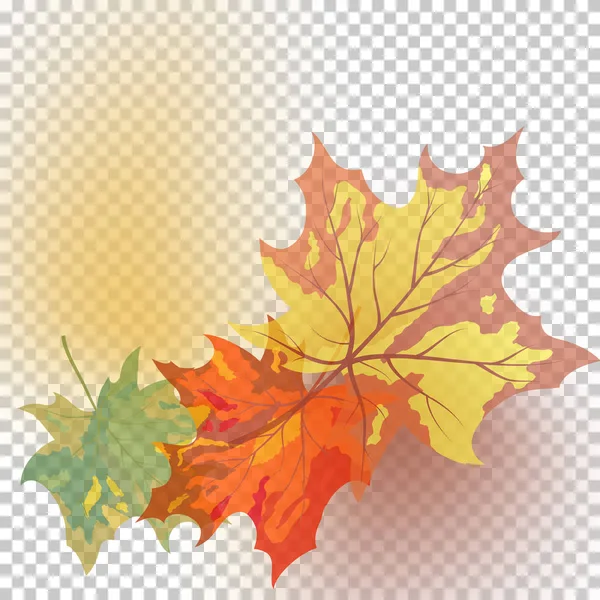 Fall (Autumn) Maple Background — Stock Vector