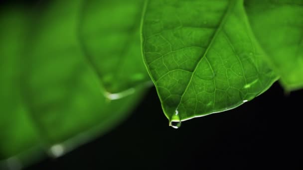 Une Goutte Eau Sur Une Plante Part Nuit — Video