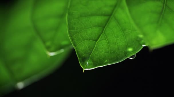 Vatten Droppe Planta Blad Svart Bakgrund — Stockvideo